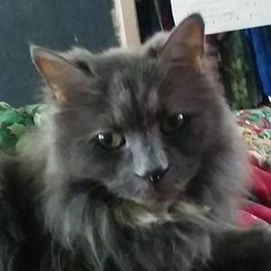 Meet your Posher, Kenneth